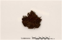 藏品(扭蒴大帽苔)的圖片